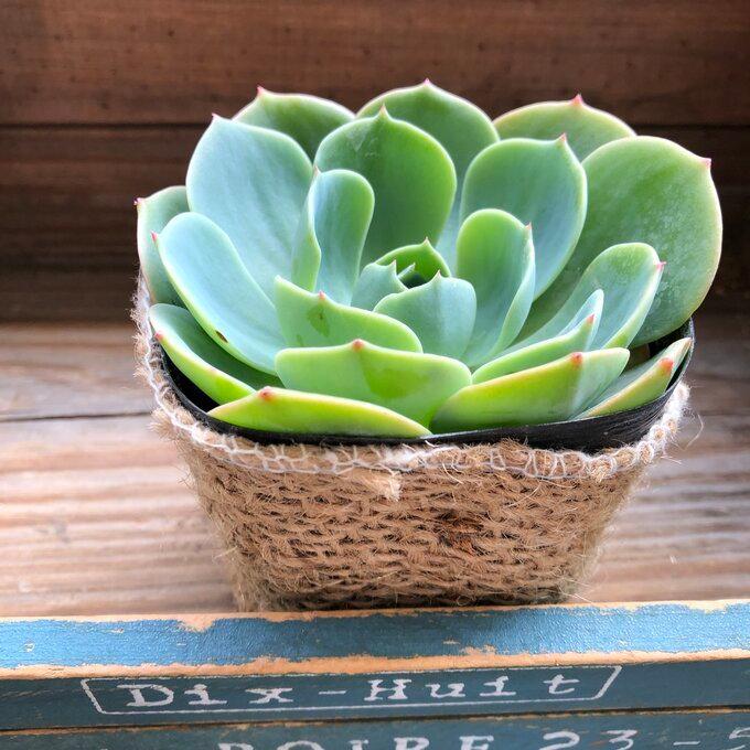 現品 七福神 人気 エケベリア 多肉植物 Aynaelda Com