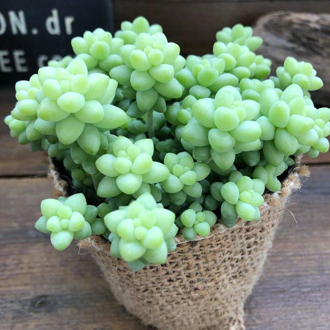 赤ちゃんビアポップ 淡い色合い もりもり 可愛い多肉植物 毎週更新