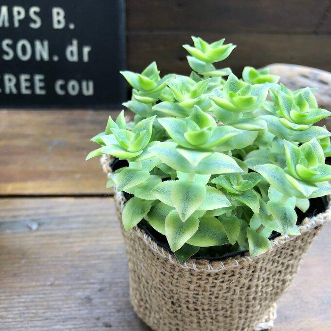 南十字星 幾重にも重なる 多肉植物 輸入