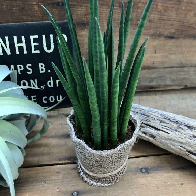 多肉植物 ミカド 高価で希少 バキュラス 観葉植物 サンスベリア T 108 サニーヤフーショッピング店 通販 Yahoo ショッピング