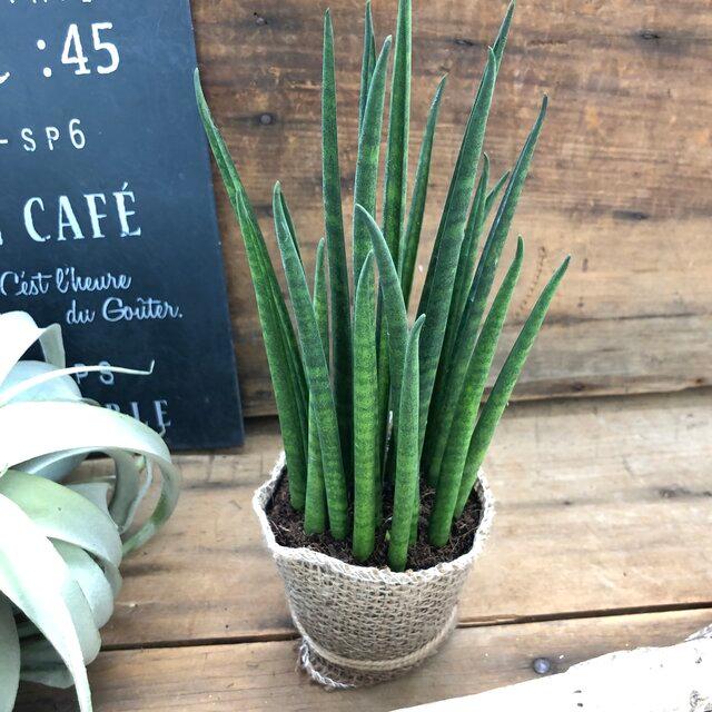 ミカド 高価で希少 バキュラリス 観葉植物 サンスベリア 多肉植物
