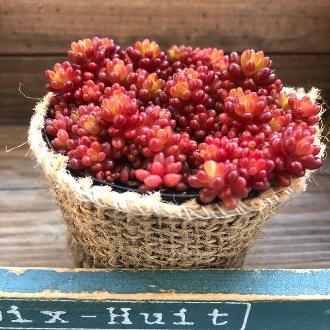 赤ちゃん レッドベリー 多肉植物 セダム もりもり（Yahoo!・パリジェンヌ）
