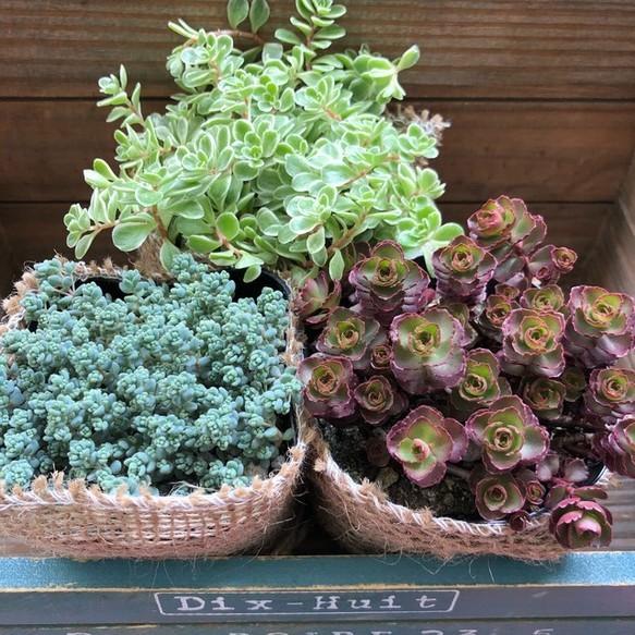 多肉植物セット（エケベリア・セダム）*3 セダム3個 お得 多肉植物 : パリジェンヌ - 通販 - Yahoo