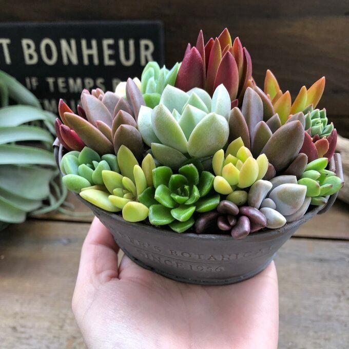 ブリキ鉢の寄せ植え 多肉植物 可愛い もりもり T 171 サニーヤフーショッピング店 通販 Yahoo ショッピング