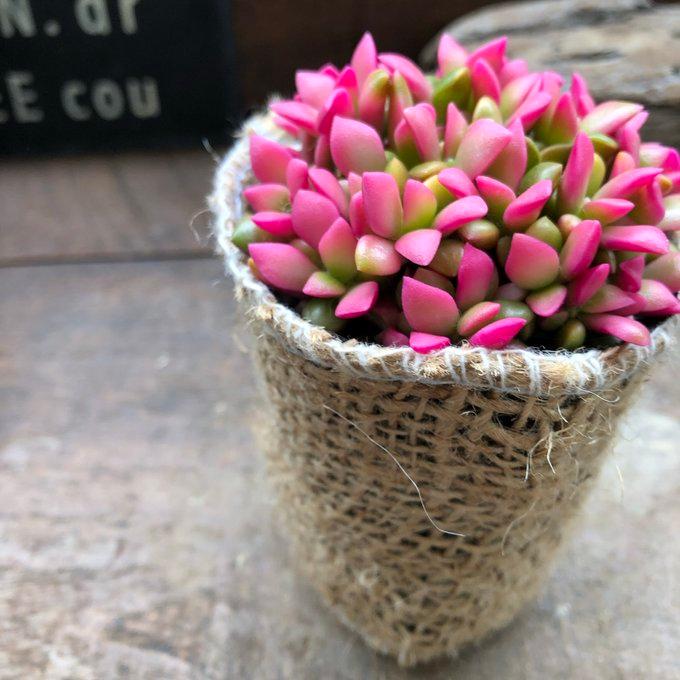 赤ちゃん桜吹雪 最大58 Offクーポン 多肉植物 可愛い 紅葉