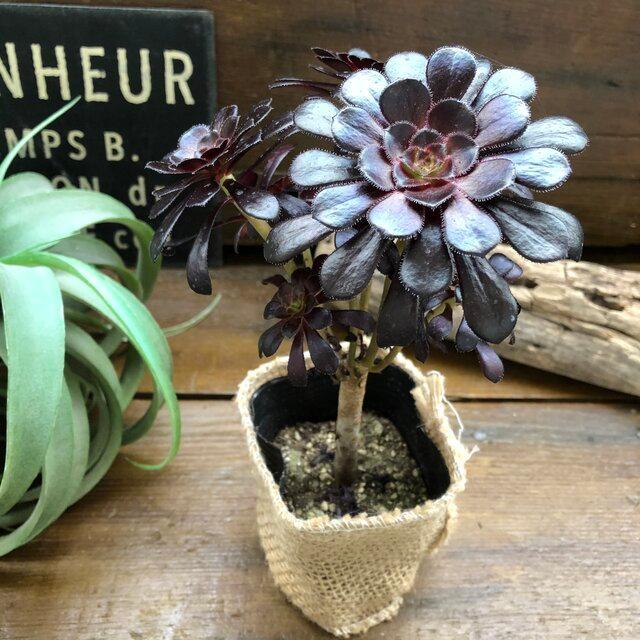 黒法師 アエオニウム 多肉植物 おしゃれ