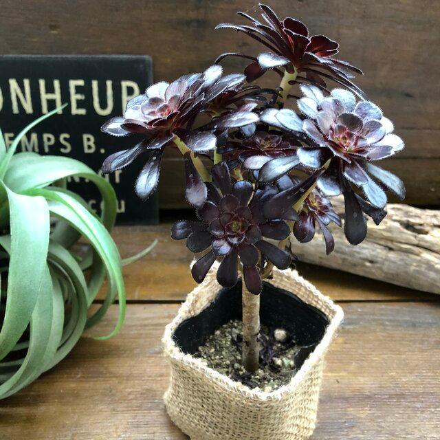 大人気 黒法師 アエオニウム 多肉植物 おしゃれ : パリジェンヌ - 通販
