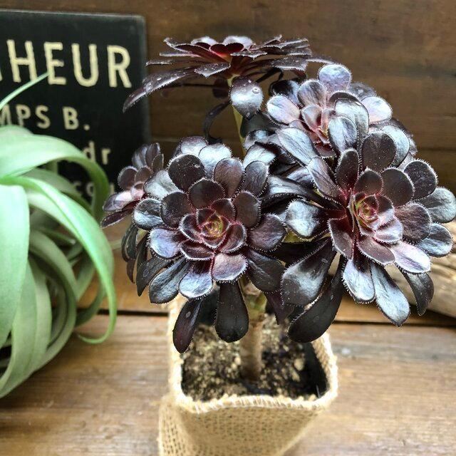 大人気 黒法師 アエオニウム 多肉植物 おしゃれ : パリジェンヌ - 通販