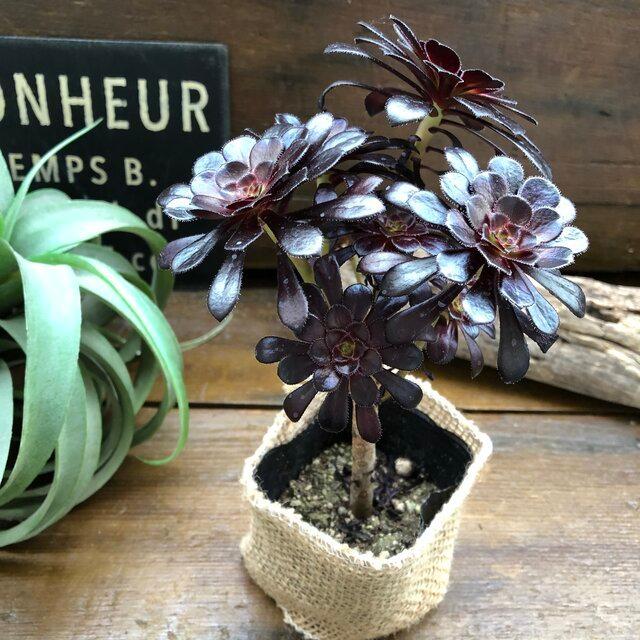 35#多肉植物アエオニウム❤️ 小さな黒豆 ❤️7頭21cm高26cm拨き苗 35#多肉植物アエオニウム❤️ 小さな黒豆 ❤️7頭21cm高26cm拨き苗