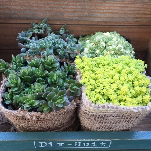 セダム4個セット SALE 早い物勝ち 麻布アレンジ 多肉植物 セダム4個セット SALE 早い物勝ち 麻布アレンジ 多肉植物