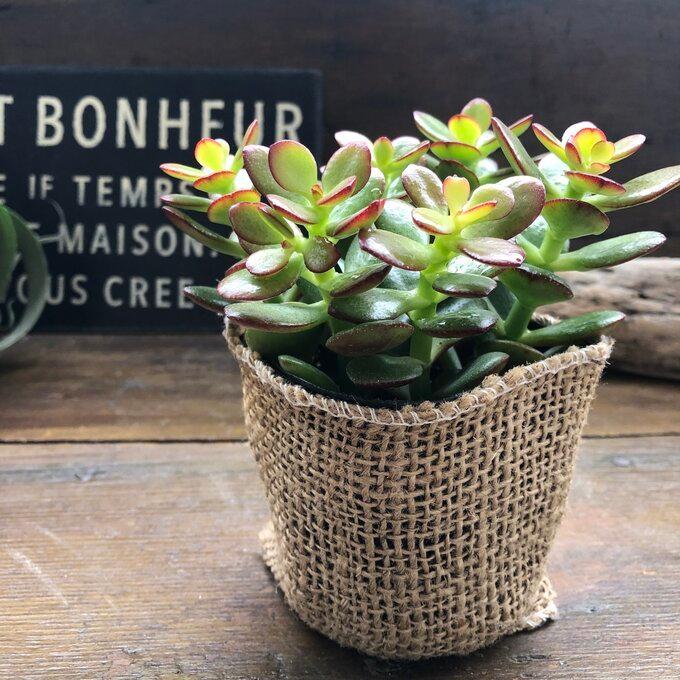 注文後の変更キャンセル返品 姫黄金花月 金のなる木 縁起物 紅葉 多肉植物 Nerima Idc Or Jp