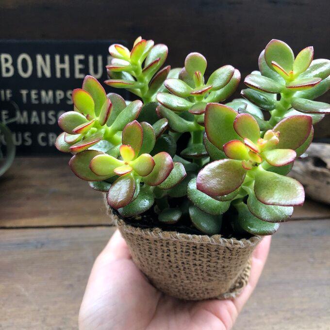 有名なブランド 姫黄金花月 金のなる木 縁起物 紅葉 多肉植物 Aynaelda Com