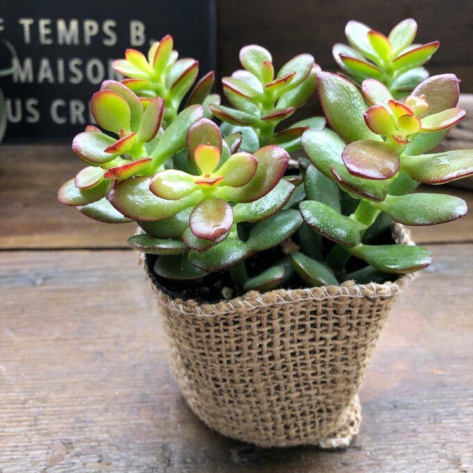 注文後の変更キャンセル返品 姫黄金花月 金のなる木 縁起物 紅葉 多肉植物 Nerima Idc Or Jp