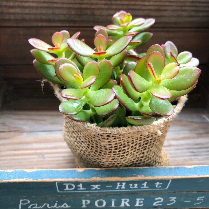 注文後の変更キャンセル返品 姫黄金花月 金のなる木 縁起物 紅葉 多肉植物 Nerima Idc Or Jp