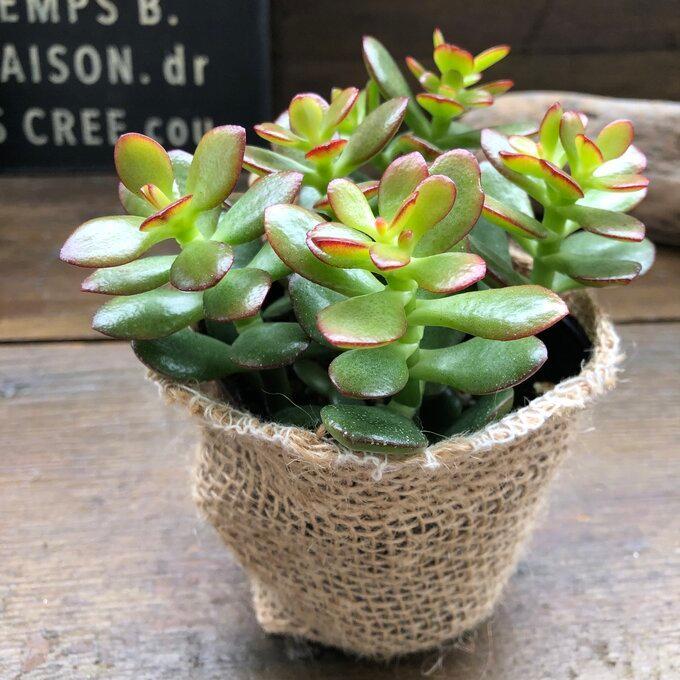 注文後の変更キャンセル返品 姫黄金花月 金のなる木 縁起物 紅葉 多肉植物 Nerima Idc Or Jp