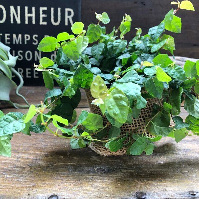 79 Off フィカスプミラ 青葉 ワイヤープランツ 観葉植物 ガーデニング 多肉植物 インテリア Whitesforracialequity Org