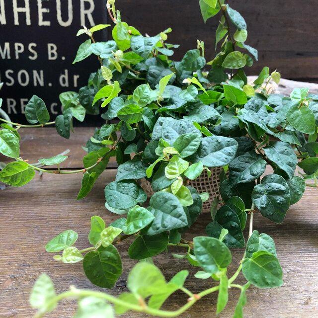 79 Off フィカスプミラ 青葉 ワイヤープランツ 観葉植物 ガーデニング 多肉植物 インテリア Whitesforracialequity Org