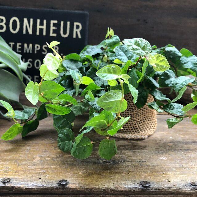 79 Off フィカスプミラ 青葉 ワイヤープランツ 観葉植物 ガーデニング 多肉植物 インテリア Whitesforracialequity Org