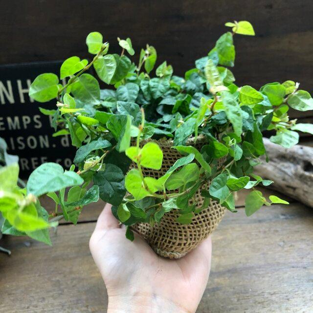 79 Off フィカスプミラ 青葉 ワイヤープランツ 観葉植物 ガーデニング 多肉植物 インテリア Whitesforracialequity Org