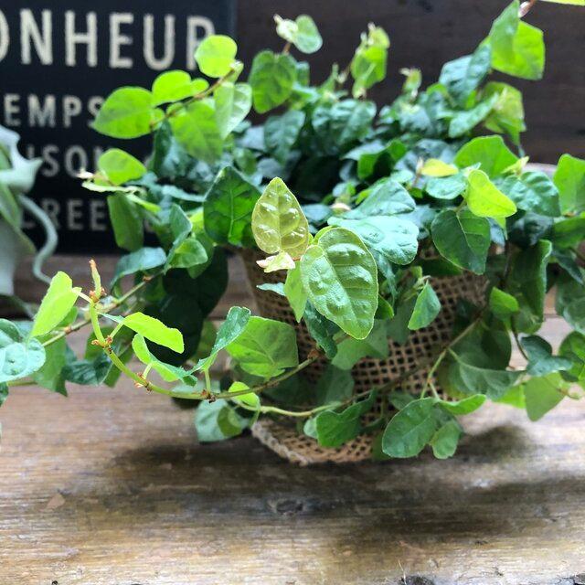 まとめ買いでお得 フィカスプミラ 青葉 ワイヤープランツ 観葉植物 ガーデニング 多肉植物 インテリア Whitesforracialequity Org