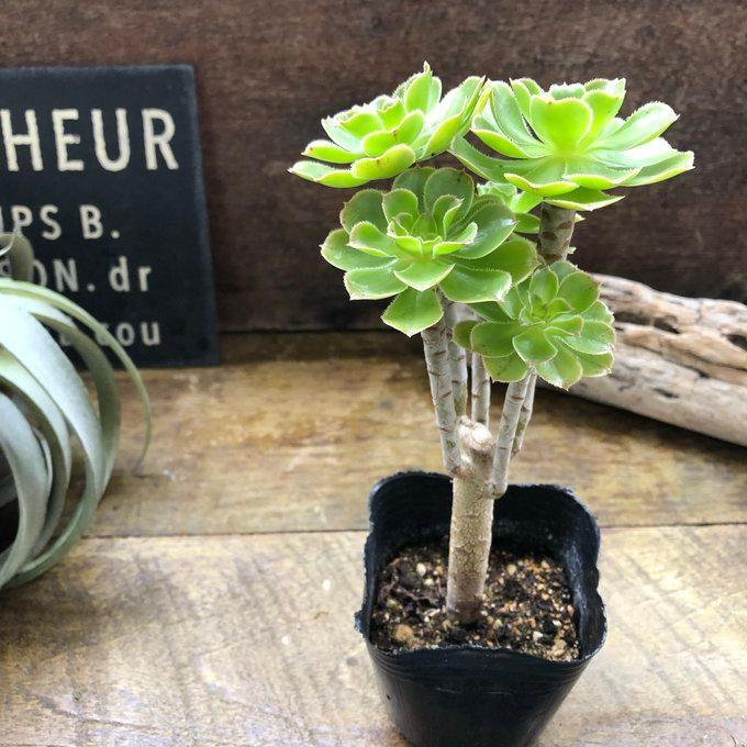 緑法師 立派 ユニークな多肉植物 黒法師 : パリジェンヌ - 通販