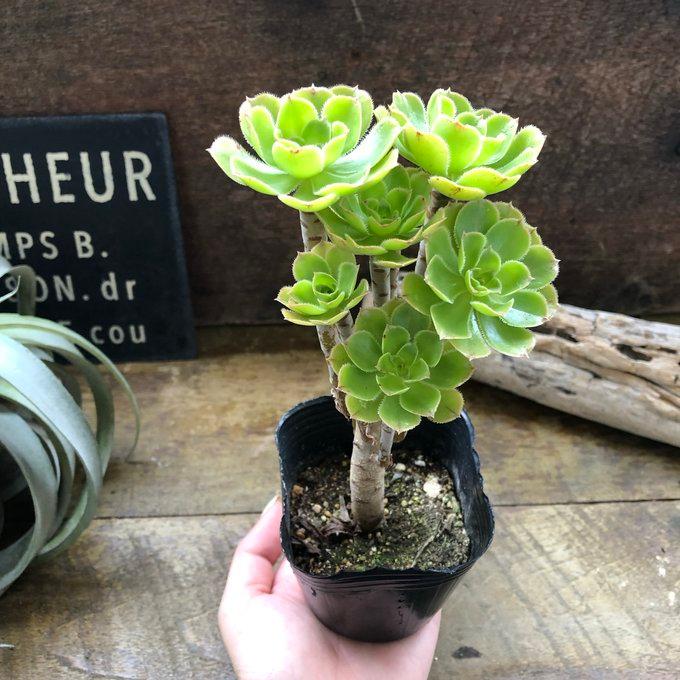 緑法師 立派 ユニークな多肉植物 黒法師 : パリジェンヌ - 通販