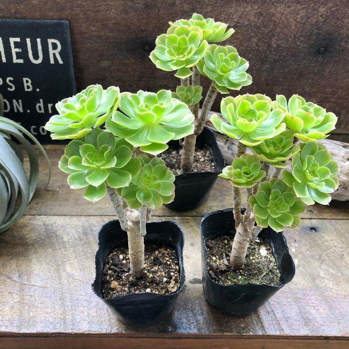 緑法師 立派 ユニークな多肉植物 黒法師 : パリジェンヌ - 通販