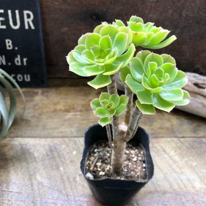 健康的な多肉植物（緑と白） 美しく気品のある姿をした、白い