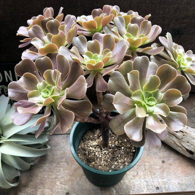 大苗 ベロア 黒法師 多肉植物 アエオニウム カシミア 大苗 ベロア 黒法師 多肉植物 アエオニウム カシミア
