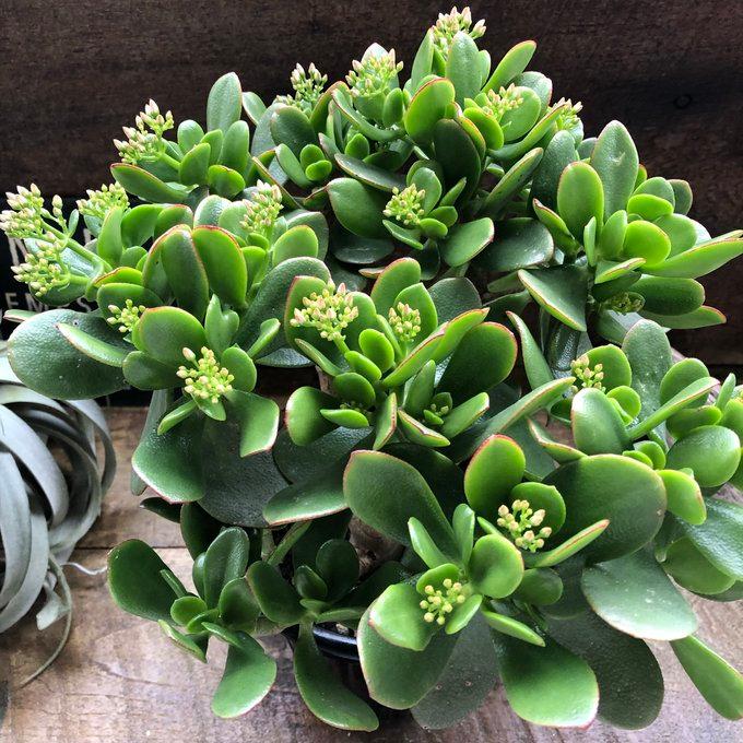 縁起の良い多肉植物「金のなる木」　　（写真R7年5月撮影） 縁起の良い多肉植物「金のなる木」 （写真R7年5月撮影） 縁起の良い