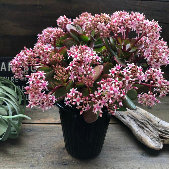 金のなる木 5号 花月 多肉植物 観葉植物 成金草 : パリジェンヌ - 通販