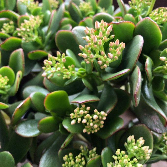 金のなる木 5号 花月 多肉植物 観葉植物 成金草 : パリジェンヌ - 通販