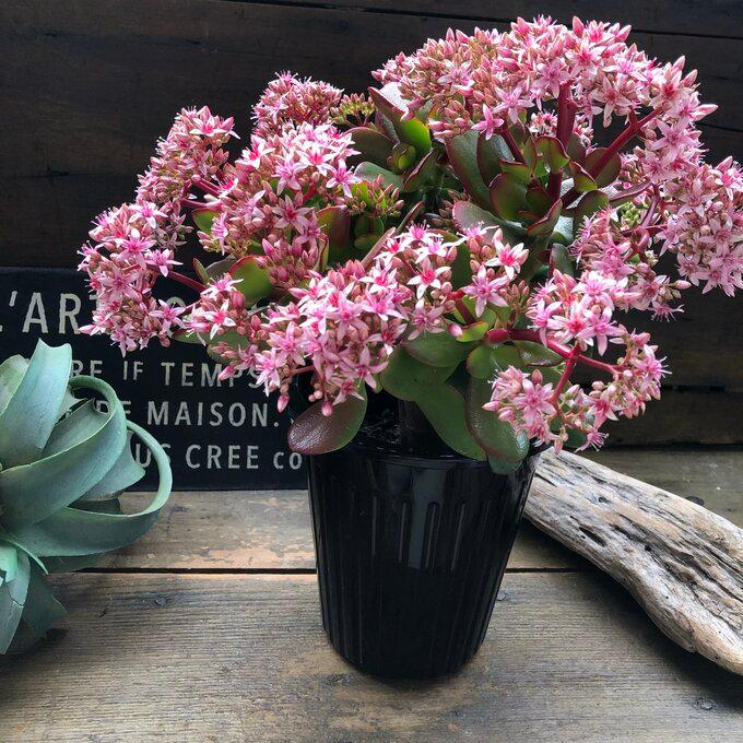 金のなる木 5号 花月 多肉植物 観葉植物 成金草 : パリジェンヌ - 通販