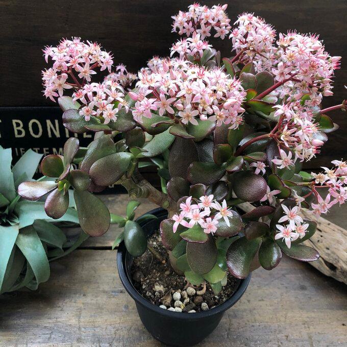 金のなる木 5号 花月 多肉植物 観葉植物 成金草 : パリジェンヌ - 通販