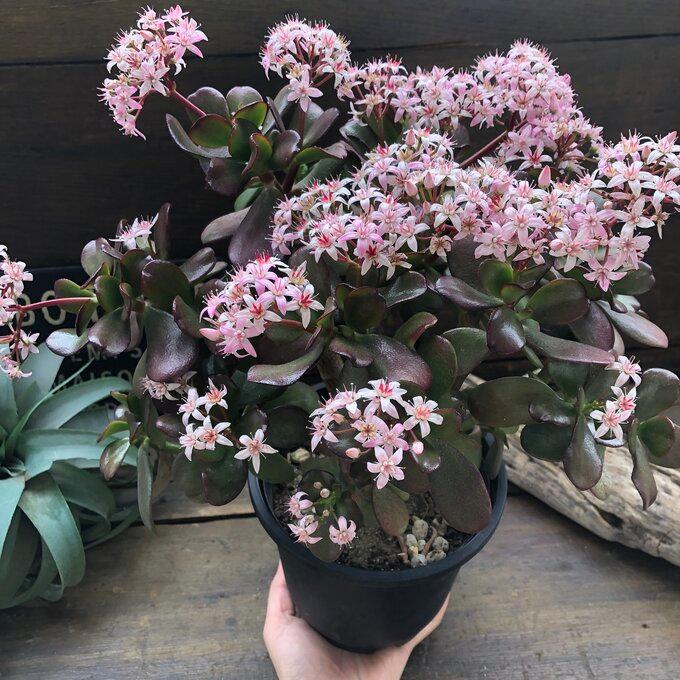 金のなる木 5号 花月 多肉植物 観葉植物 成金草 : パリジェンヌ - 通販