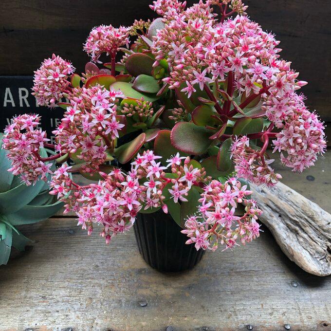 金のなる木 5号 花月 多肉植物 観葉植物 成金草 : パリジェンヌ - 通販