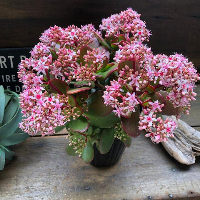 金のなる木 5号 花月 多肉植物 観葉植物 成金草 : パリジェンヌ - 通販