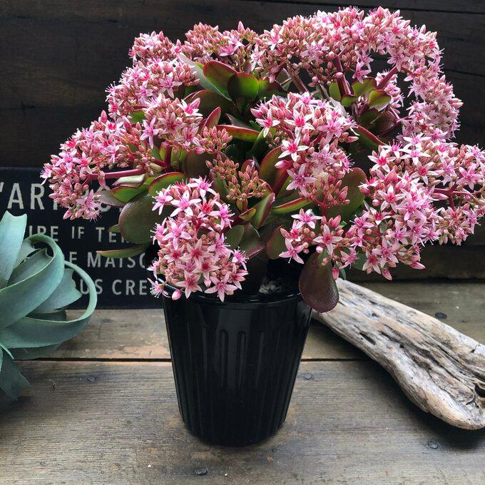 金のなる木 5号 花月 多肉植物 観葉植物 成金草 : パリジェンヌ - 通販