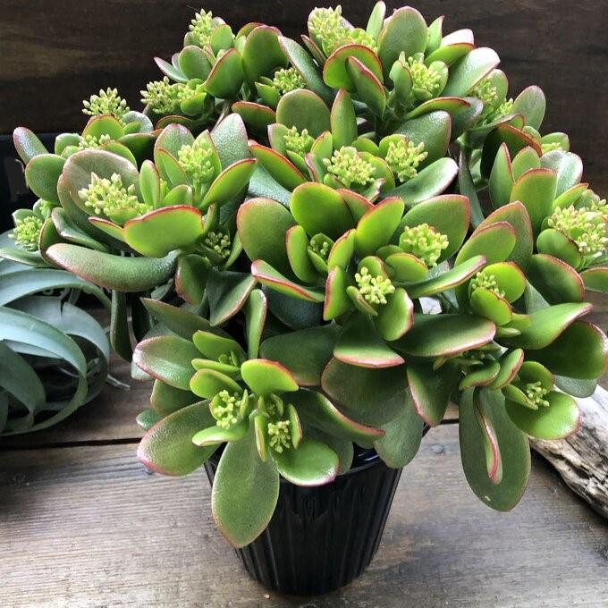 金のなる木 5号 花月 多肉植物 観葉植物 成金草 : パリジェンヌ - 通販