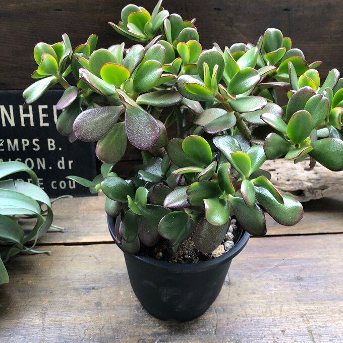 金のなる木 金のなる木 5号 花月 多肉植物 観葉植物 成金草 : パリジェンヌ - 通販