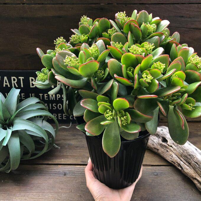 金のなる木 5号 花月 多肉植物 観葉植物 成金草 : パリジェンヌ - 通販