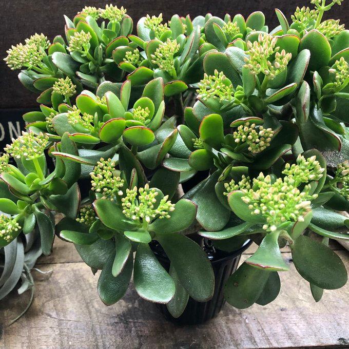 金のなる木 5号 花月 多肉植物 観葉植物 成金草 : パリジェンヌ - 通販
