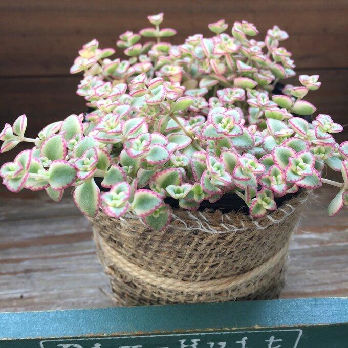 リトルミッシー ピンクの縁取り セダム 多肉植物（Yahoo!・パリジェンヌ）