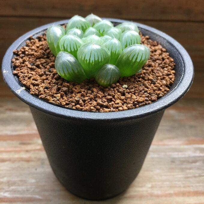 オブツーサ黒鉢 トゥルンカータ ハオルチア 美しい 多肉植物 : パリ