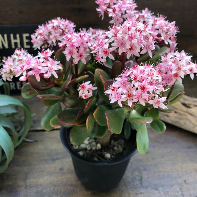 金のなる木 4号 花月 多肉植物 観葉植物 成金草 : パリジェンヌ - 通販