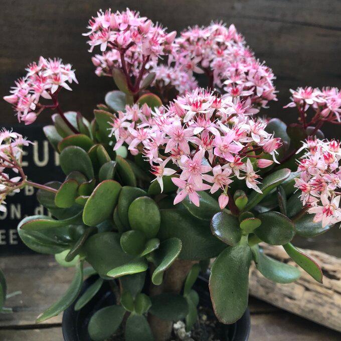 金のなる木 4号 花月 多肉植物 観葉植物 成金草 : パリジェンヌ - 通販