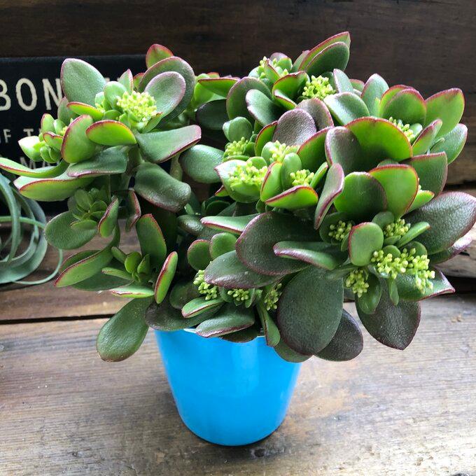 金のなる木 4号 花月 多肉植物 観葉植物 成金草 : パリジェンヌ - 通販