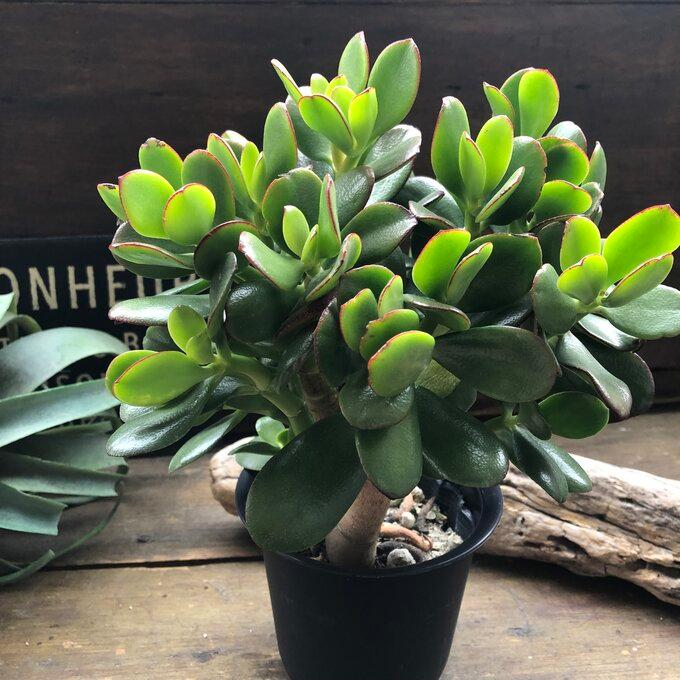 金のなる木 花月 多肉植物 4号黒鉢 観葉植物 成金草 : パリ