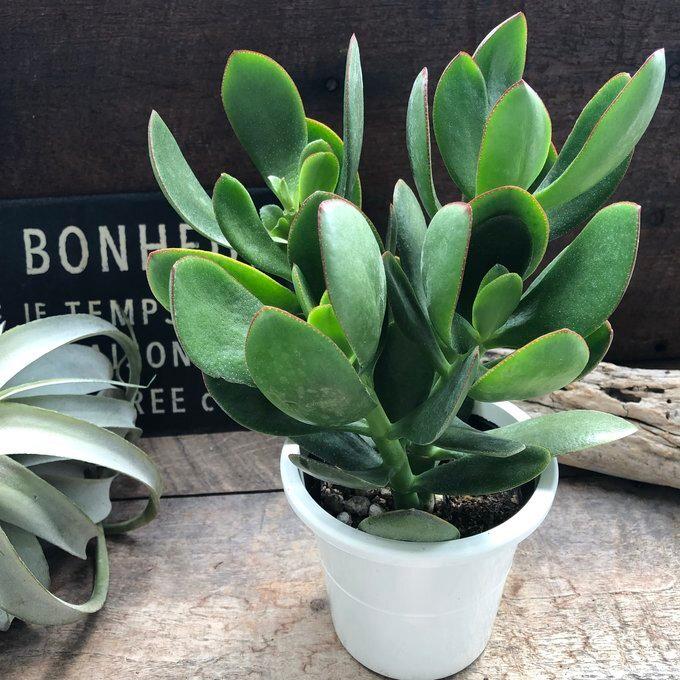 金のなる木 4号 花月 多肉植物 観葉植物 成金草 : パリジェンヌ - 通販