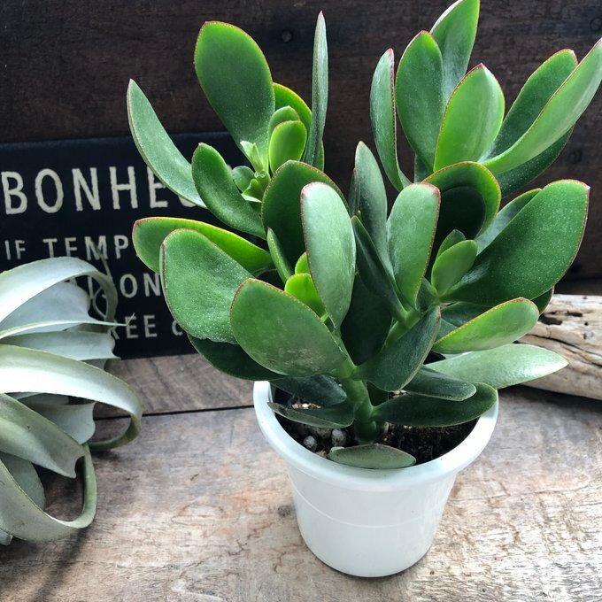【お買得】カネノナルキ 金のなる木 多肉植物 観葉植物 グリーン ピンク★格安★ お買得】カネノナルキ 金のなる木 多肉植物 観葉植物 グリーン ピンク